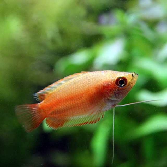 熱帯魚 生体 ゴールデンハニードワーフグラミー 約２cm ３匹 水槽 熱帯魚 観賞魚 飼育 生体 通販 販売 アクアリウムの通販はau Pay マーケット 熱帯魚通販のネオス