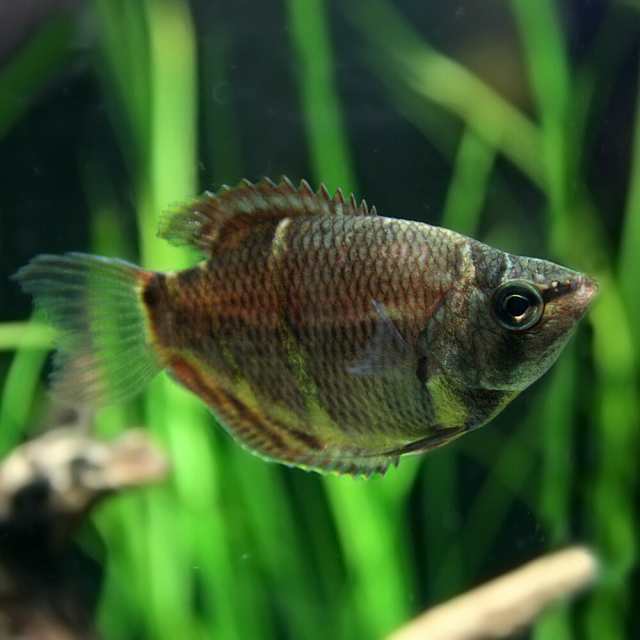 熱帯魚 生体) チョコレートグラミー （約２-３cm）（１匹） 【水槽/熱帯魚/観賞魚/飼育】【生体】【通販/販売】【アクアリウム/あくあの通販はau  PAY マーケット - 熱帯魚通販のネオス | au PAY マーケット－通販サイト