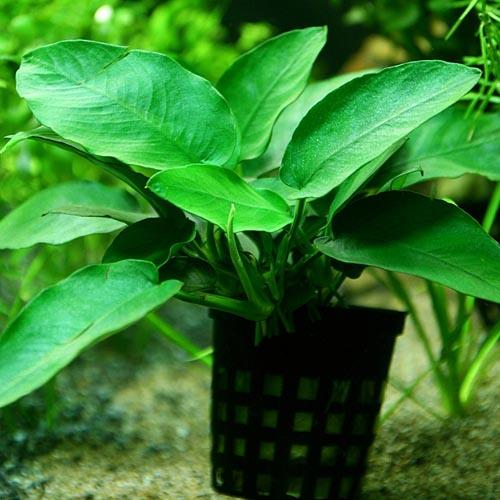 水草 オススメ アヌビアス ナナ ポット １ポット 水槽 熱帯魚 観賞魚 飼育 生体 通販 販売 アクアリウム あくありの通販はau Pay マーケット 熱帯魚通販のネオス