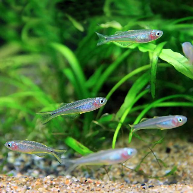 (熱帯魚 生体) ポポンデタ　フルカタ　（約２cm）（３０匹） 【水槽/熱帯魚/観賞魚/飼育】【生体】【通販/販売】【アクアリウム/あくありうむ】 