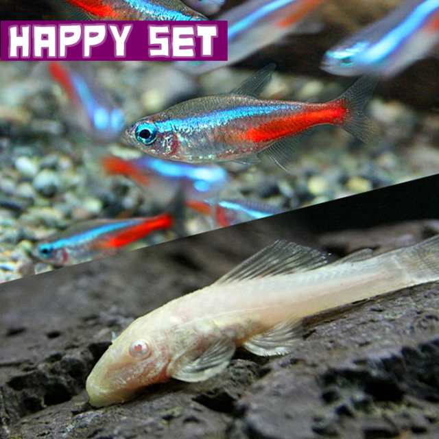 熱帯魚セット) 【ハッピーセット】ネオンテトラ（SMサイズ約１.５-２cm）(１０匹) ＋ アルビノミニブッシープレコ（約２-３cm)(１匹)  の通販はau PAY マーケット 熱帯魚通販のネオス au PAY マーケット－通販サイト