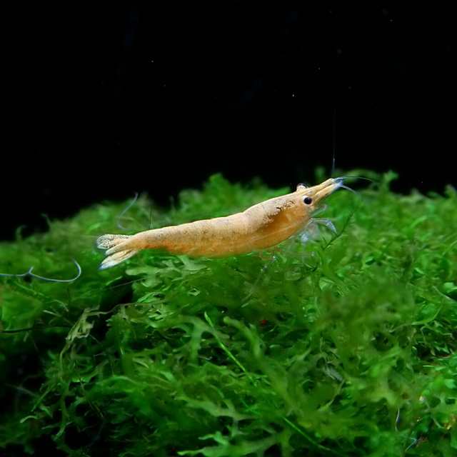 エビ) ( オススメ)オレンジチェリーシュリンプ （約１.５cm）（８匹） 【水槽/熱帯魚/観賞魚/飼育】【生体】【通販/販売】【アクアリの通販はau  PAY マーケット - 熱帯魚通販のネオス