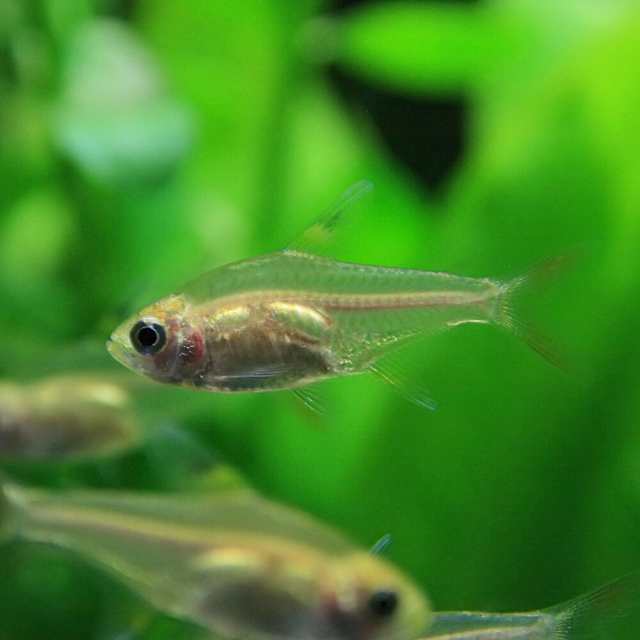 熱帯魚 生体) 白プリステラ （約２cm）（３匹） 【水槽/熱帯魚/観賞魚/飼育】【生体】【通販/販売】【アクアリウム/あくありうむ】 の通販はau  PAY マーケット - 熱帯魚通販のネオス