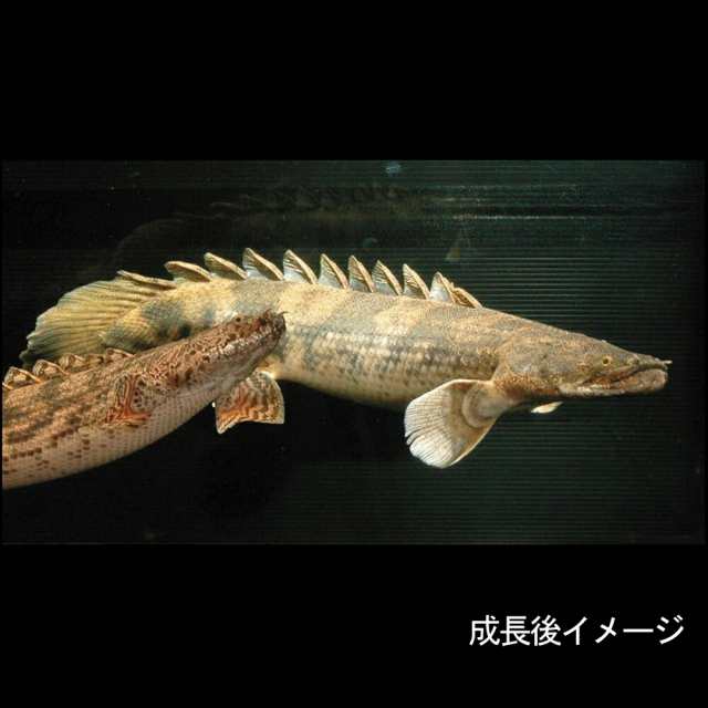 熱帯魚 生体 ポリプテルス エンドリケリー 約６ ８cm １匹 水槽 熱帯魚 観賞魚 飼育 生体 通販 販売 アクアリウム の通販はau Pay マーケット 熱帯魚通販のネオス