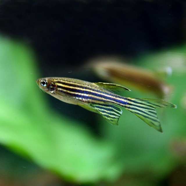 熱帯魚 生体 ロングフィンゼブラダニオ 約３cm ３０匹 水槽 熱帯魚 観賞魚 飼育 生体 通販 販売 アクアリウム あくの通販はau Pay マーケット 熱帯魚通販のネオス