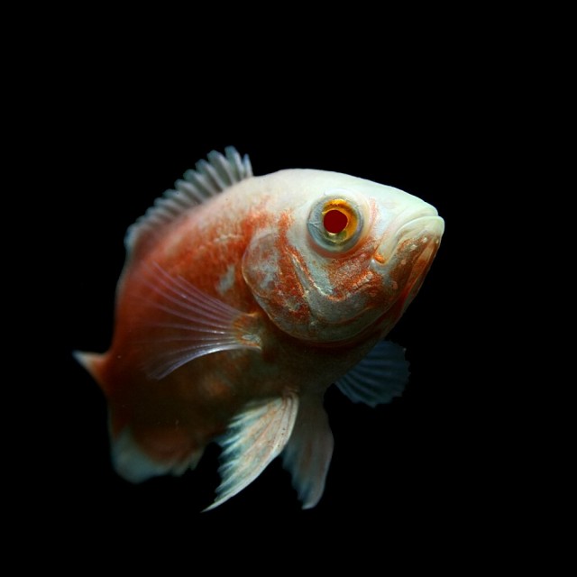 熱帯魚 生体 アルビノレッドオスカー 約４cm １匹 ねったいぎょ 水槽 熱帯魚 観賞魚 飼育 生体 通販 販売 アクアの通販はau Pay マーケット 熱帯魚通販のネオス