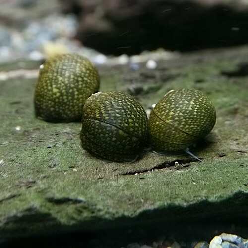 貝 石巻貝 ３０匹 Tropical Fish 水槽 熱帯魚 観賞魚 飼育 生体 通販 販売 アクアリウム あくありうむ の通販はau Pay マーケット 熱帯魚通販のネオス