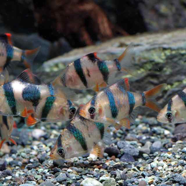 熱帯魚 生体 スマトラ 約２cm ３匹 水槽 熱帯魚 観賞魚 飼育 生体 通販 販売 アクアリウム あくありうむ の通販はau Pay マーケット 熱帯魚通販のネオス