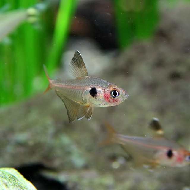 熱帯魚 生体 レッドファントムテトラ ブリード 約３cm ５匹 水槽 熱帯魚 観賞魚 飼育 生体 通販 販売 アクアリウの通販はau Pay マーケット 熱帯魚通販のネオス