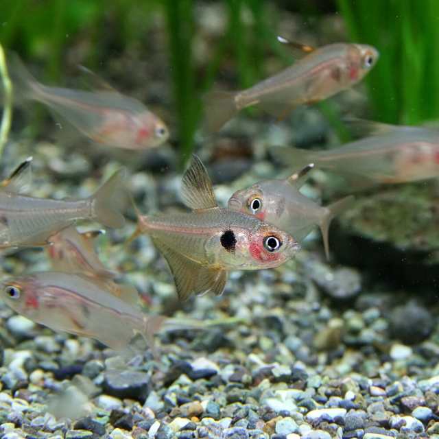 熱帯魚 生体) レッドファントムテトラ【ブリード】 （約１-１.５cm）（５匹） 【水槽/熱帯魚/観賞魚/飼育】【生体】【通販/販売】【アの通販はau  PAY マーケット - 熱帯魚通販のネオス