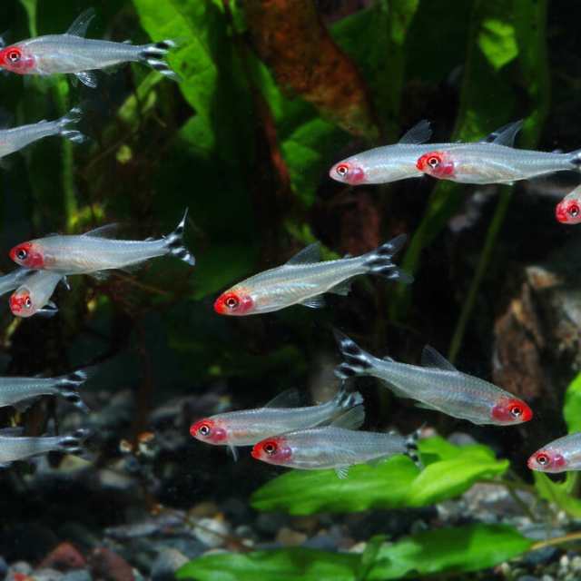 熱帯魚 生体) ラミーノーズテトラ （約２cm）（６匹） 【水槽/熱帯魚/観賞魚/飼育】【生体】【通販/販売】【アクアリウム/あくありうの通販はau  PAY マーケット - 熱帯魚通販のネオス