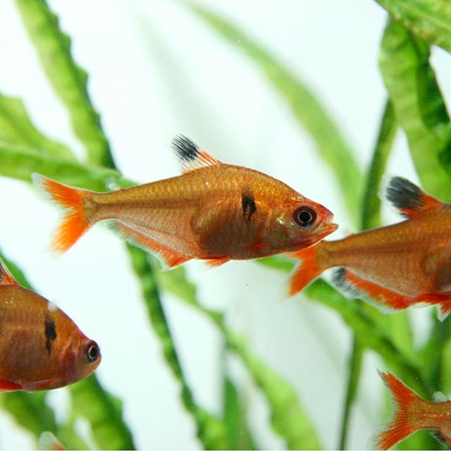 熱帯魚 生体 ネオンサーペテトラ 約３cm ３匹 水槽 熱帯魚 観賞魚 飼育 生体 通販 販売 アクアリウム あくありうむ の通販はau Pay マーケット 熱帯魚通販のネオス