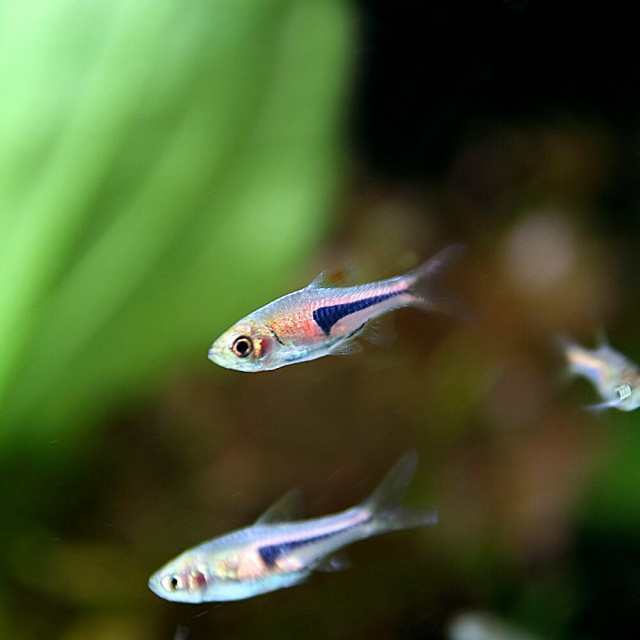 熱帯魚 生体 ラスボラ エスペイ 約１ ５cm ６匹 水槽 熱帯魚 観賞魚 飼育 生体 通販 販売 アクアリウム あくありの通販はau Pay マーケット 熱帯魚通販のネオス