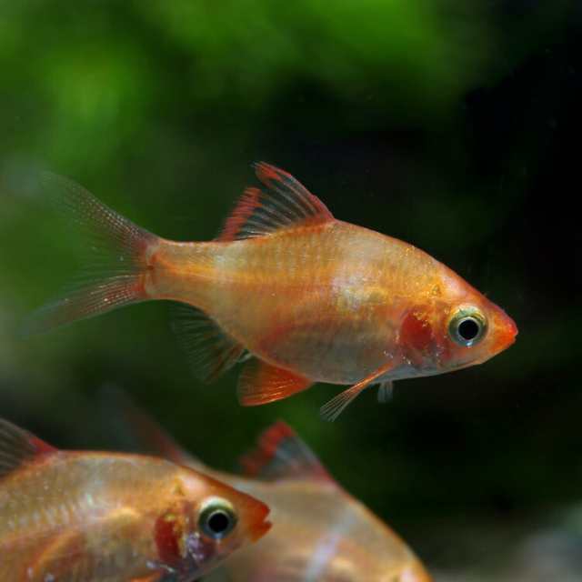 熱帯魚 生体 白スマトラ 約２cm ３匹 水槽 熱帯魚 観賞魚 飼育 生体 通販 販売 アクアリウム あくありうむ の通販はau Pay マーケット 熱帯魚通販のネオス