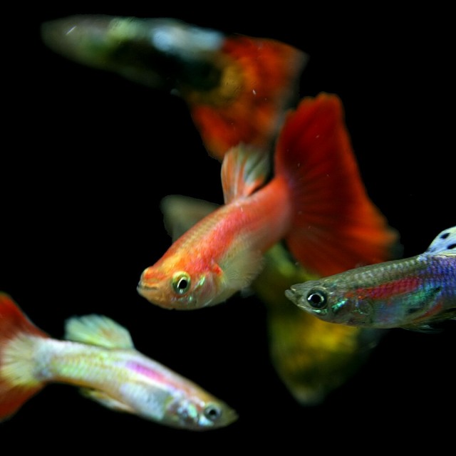 熱帯魚 生体) ( オススメ)ミックスグッピー (外国産） （約３cm）（５ペア） 【水槽/熱帯魚/観賞魚/飼育】【生体】【通販/販売】【アの通販はau  PAY マーケット - 熱帯魚通販のネオス