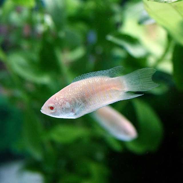 熱帯魚 生体 アルビノパラダイスフィッシュ 約６cm １匹 水槽 熱帯魚 観賞魚 飼育 生体 通販 販売 アクアリウム の通販はau Pay マーケット 熱帯魚通販のネオス