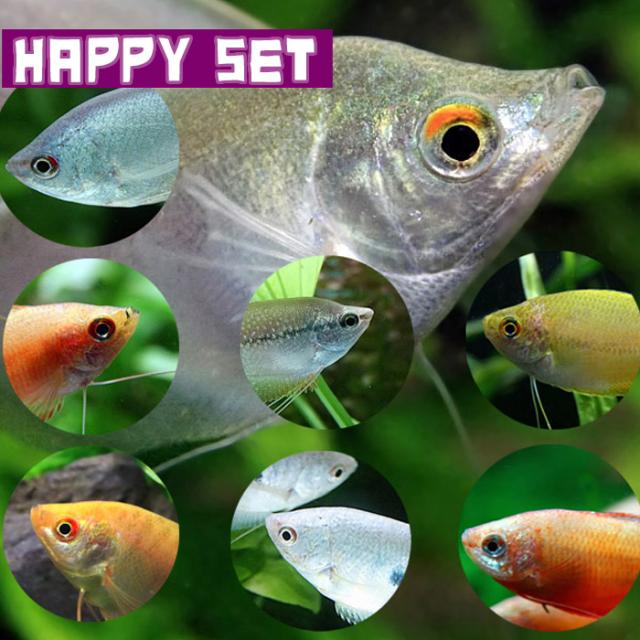熱帯魚セット)【ハッピーセット】ミックス グラミー （4匹） 【水槽 