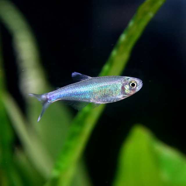 熱帯魚 生体) ブルーテトラ （約３cm）（３匹） 【水槽/熱帯魚/観賞魚/飼育】【生体】【通販/販売】【アクアリウム/あくありうむ】 の通販はau  PAY マーケット - 熱帯魚通販のネオス