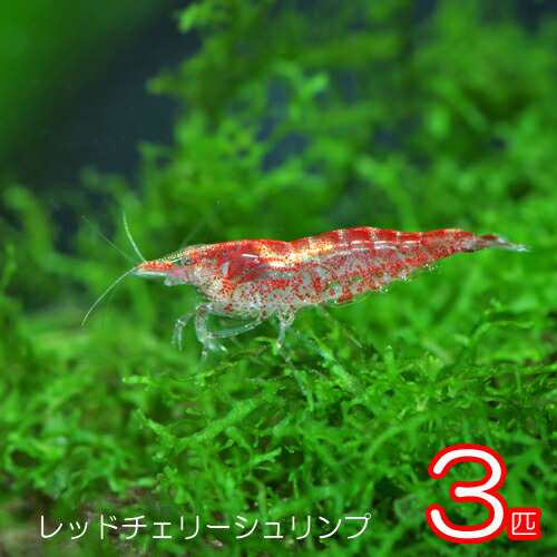 エビ レッドチェリーシュリンプ 約１ ５cm ３匹 水槽 熱帯魚 観賞魚 飼育 生体 通販 販売 アクアリウム あくありうの通販はau Pay マーケット 熱帯魚通販のネオス