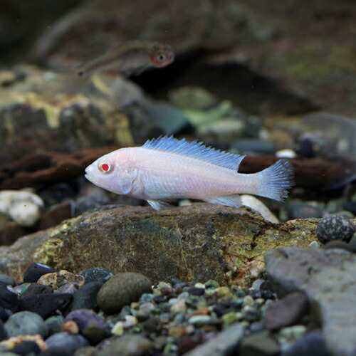 熱帯魚 生体 スノーホワイトシクリッド 約２ ４cm ４匹 水槽 熱帯魚 観賞魚 飼育 生体 通販 販売 アクアリウム あの通販はau Pay マーケット 熱帯魚通販のネオス