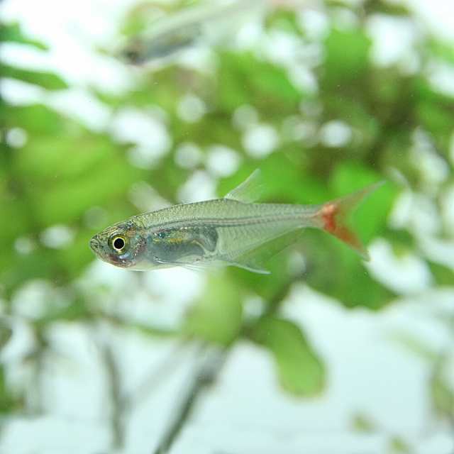 熱帯魚 生体 グラスブラッドフィン 約３cm ５匹 水槽 熱帯魚 観賞魚 飼育 生体 通販 販売 アクアリウム あくありうの通販はau Pay マーケット 熱帯魚通販のネオス