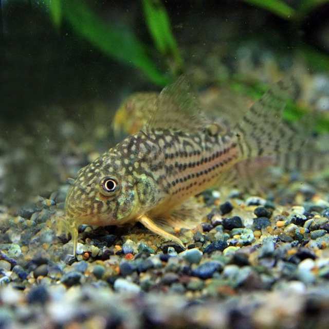 熱帯魚 生体 コリドラス ステルバイ ブリード 約２ ３cm ３匹 水槽 熱帯魚 観賞魚 飼育 生体 通販 販売 アクアの通販はau Pay マーケット 熱帯魚通販のネオス