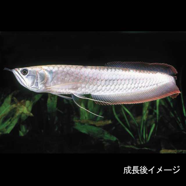 熱帯魚 生体 シルバーアロワナ ｓサイズ ６ ７cm ベビー １匹 水槽 熱帯魚 観賞魚 飼育 生体 通販 販売 アクアの通販はau Pay マーケット 熱帯魚通販のネオス