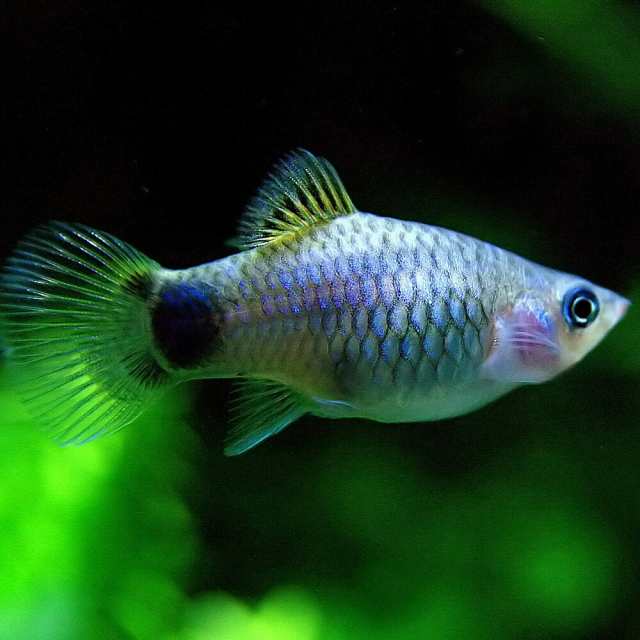 熱帯魚 生体) ブルー ミッキーマウスプラティ （約３-３.５cm）（６匹） 【水槽/熱帯魚/観賞魚/飼育】【生体】【通販/販売】【アクアの通販はau  PAY マーケット - 熱帯魚通販のネオス