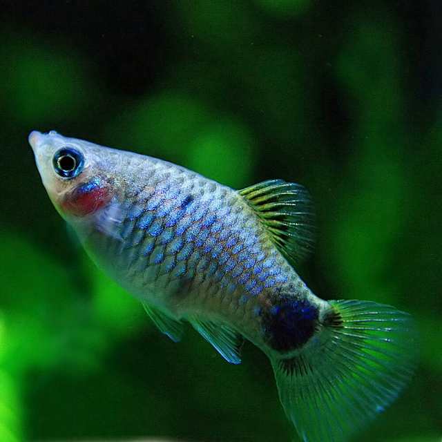 熱帯魚 生体) ブルー ミッキーマウスプラティ （約３-３.５cm）（６匹） 【水槽/熱帯魚/観賞魚/飼育】【生体】【通販/販売】【アクアの通販はau  PAY マーケット - 熱帯魚通販のネオス