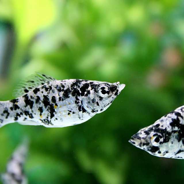 熱帯魚 生体) ダルメシアンモーリー （約４cm）（４匹） 【Tropical fish】【水槽/熱帯魚/観賞魚/飼育】【生体】【通販/販売】【アクの通販はau  PAY マーケット - 熱帯魚通販のネオス