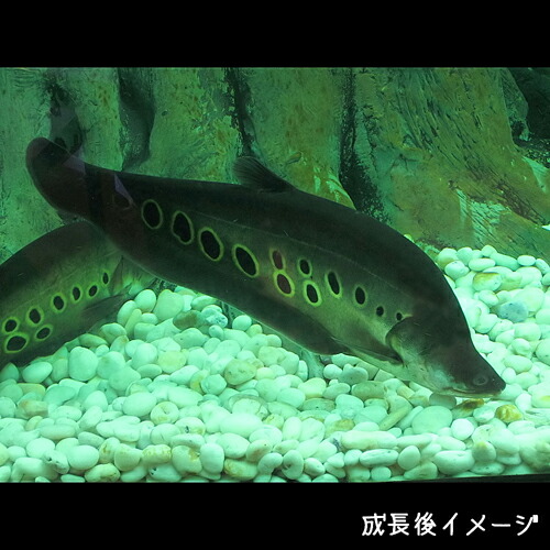 熱帯魚 生体 スポットナイフ 約8cm １匹 水槽 熱帯魚 観賞魚 飼育 生体 通販 販売 アクアリウム あくありうむ の通販はau Pay マーケット 熱帯魚通販のネオス