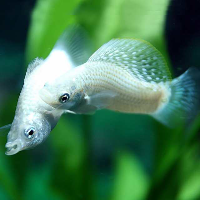 熱帯魚 生体 シルバーセルフィンモーリー 約５cm １ペア 水槽 熱帯魚 観賞魚 飼育 生体 通販 販売 アクアリウム の通販はau Pay マーケット 熱帯魚通販のネオス