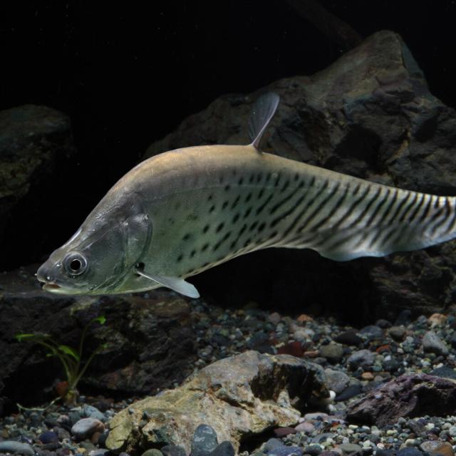 (熱帯魚 生体) ロイヤルナイフ (約14cm)(1匹) 【水槽/熱帯魚/観賞魚/飼育】【生体】【通販/販売】【アクアリウム/あくありうむ】 その他熱帯魚・アクアリウム用品