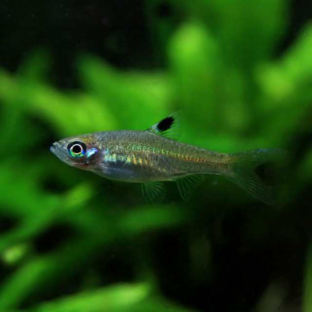 （熱帯魚）アカヒレ　5匹　生体　雌雄指定不可