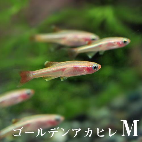 熱帯魚 生体 ゴールデンアカヒレｍ 約１ 1 5cm １００匹 水槽 熱帯魚 観賞魚 飼育 生体 通販 販売 アクアリウム あの通販はau Pay マーケット 熱帯魚通販のネオス