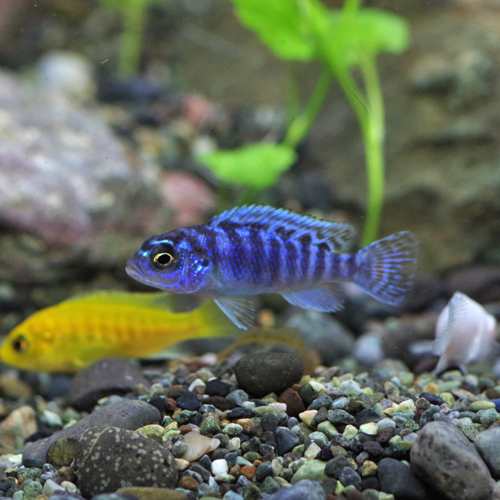 熱帯魚 生体 ゴールデンゼブラシクリッド 約２ ３cm １匹 Tropical Fish 水槽 熱帯魚 観賞魚 飼育 生体 通販 販売 の通販はau Pay マーケット 熱帯魚通販のネオス