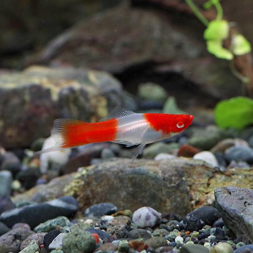 熱帯魚 生体 アルビノ紅白ソードテール 約３ ４cm ５匹 水槽 熱帯魚 観賞魚 飼育 生体 通販 販売 アクアリウム あくの通販はau Pay マーケット 熱帯魚通販のネオス