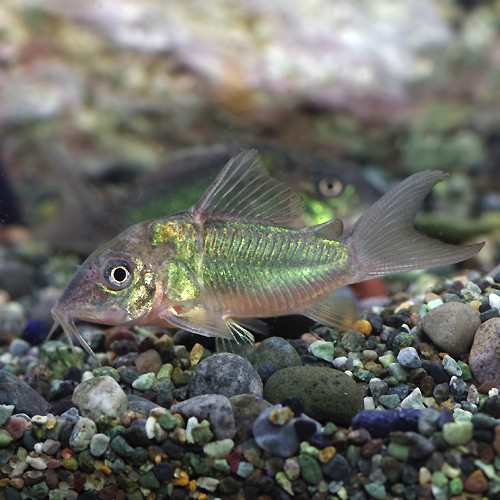 熱帯魚 生体 エメラルドグリーンコリドラス 約３cm ５匹 水槽 熱帯魚 観賞魚 飼育 生体 通販 販売 アクアリウム の通販はau Pay マーケット 熱帯魚通販のネオス