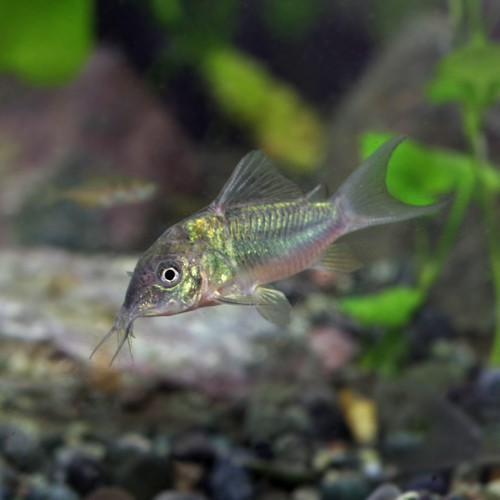 熱帯魚 生体 エメラルドグリーンコリドラス 約３cm ５匹 水槽 熱帯魚 観賞魚 飼育 生体 通販 販売 アクアリウム あの通販はau Pay マーケット 熱帯魚通販のネオス