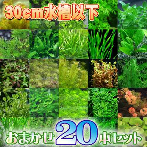 水草 水槽サイズ３０cm以下にお勧め 水草 おまかせ ２０本セット ５種以上 水槽 熱帯魚 観賞魚 飼育 生体 通販 販売 の通販はau Pay マーケット 熱帯魚通販のネオス