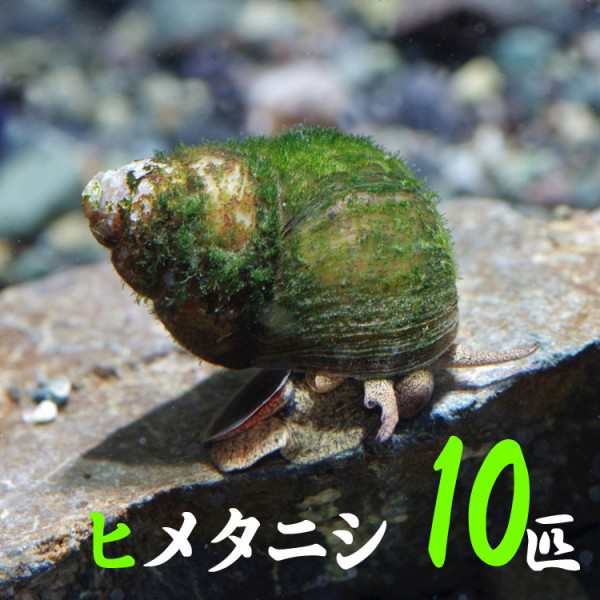 貝 ヒメタニシ ｃｍ １０匹 水槽 熱帯魚 観賞魚 飼育 生体 通販 販売 アクアリウム あくありうむ の通販はau Pay マーケット 熱帯魚通販のネオス