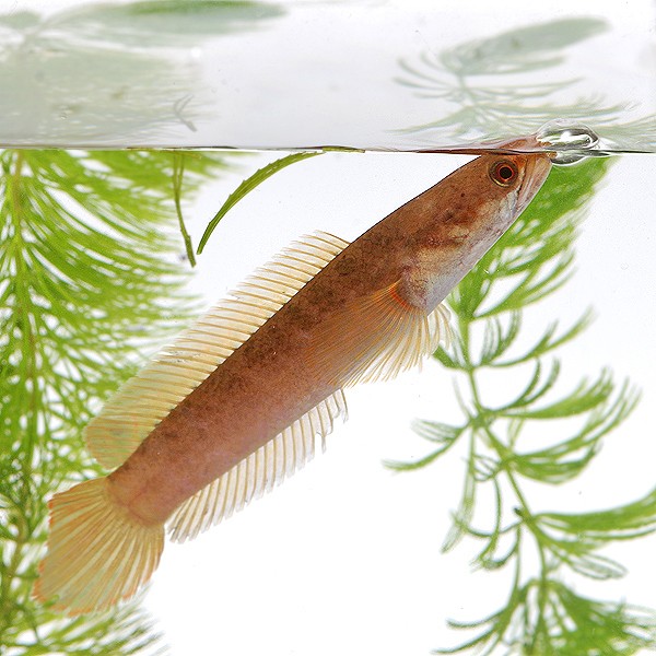 (熱帯魚 生体) チャンナ　リムバータ （チャラクーディ）　（約6cm）（１匹）  【水槽/熱帯魚/観賞魚/飼育】【生体】【通販/販売】【アクアリウム/あくありうむ】