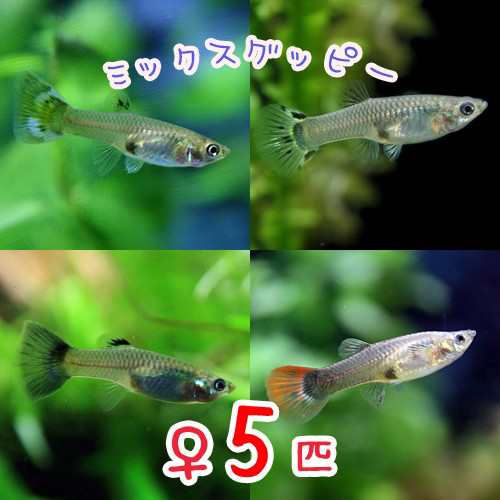 熱帯魚 ミックスグッピー 外国産 メス ５匹 水槽 熱帯魚 観賞魚 飼育 生体 通販 販売 アクアリウム あくありうむの通販はau Pay マーケット 熱帯魚通販のネオス