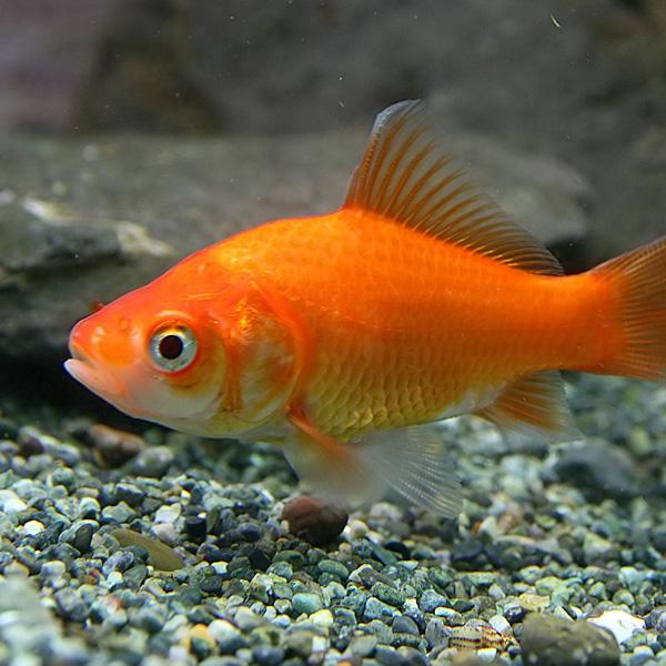 (金魚 生体) 和金（Mサイズ　約５-７cm）（５０匹）  【水槽/熱帯魚/観賞魚/飼育】【生体】【通販/販売】【アクアリウム/あくありうむ】