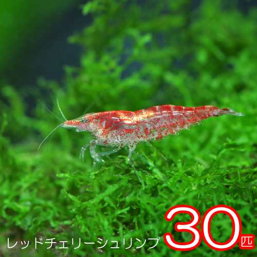 エビ レッドチェリーシュリンプ 約１ ５cm ３０匹 水槽 熱帯魚 観賞魚 飼育 生体 通販 販売 アクアリウム あくあの通販はau Pay マーケット 熱帯魚通販のネオス