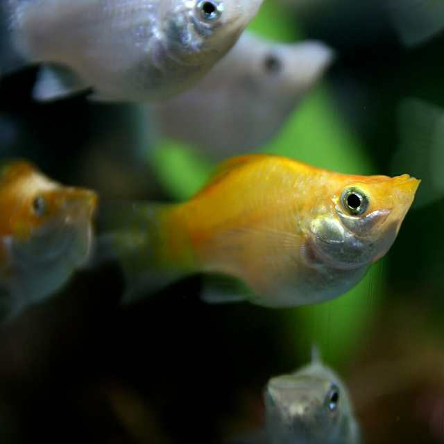 熱帯魚 生体) ミックスバルーンモーリー （約２-３cm）（２０匹） 【水槽/熱帯魚/観賞魚/飼育】【生体】【通販/販売】【アクアリウム/の通販はau  PAY マーケット 熱帯魚通販のネオス au PAY マーケット－通販サイト