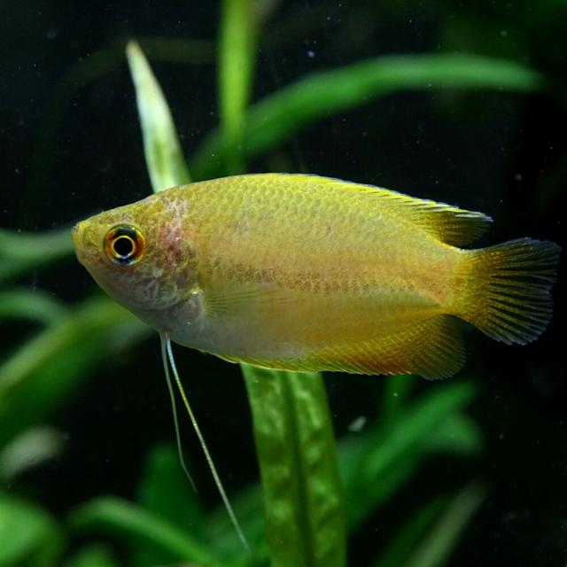 (熱帯魚 生体)ゴールデンハニーグラミー　(約４cm)(２０匹)
