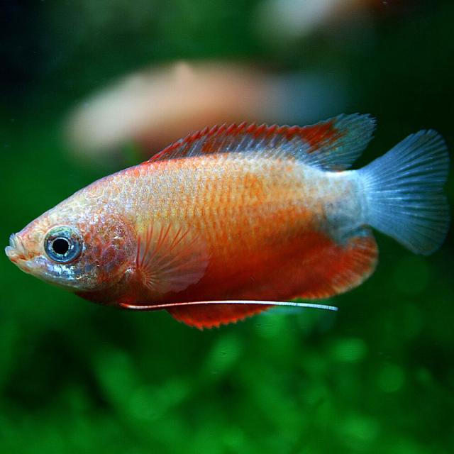 (熱帯魚 生体)レッドハニーグラミー　(約３cm)(５０匹)