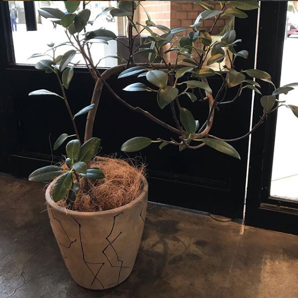 プランツカバー 鉢カバー 観葉植物 懸崖5号鉢用 植木鉢の通販はau Pay マーケット ウッドギャラリー樹