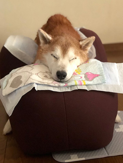 OneAid リラクッション M アロン化成 老犬介護 中型犬 大型犬 ブラウン